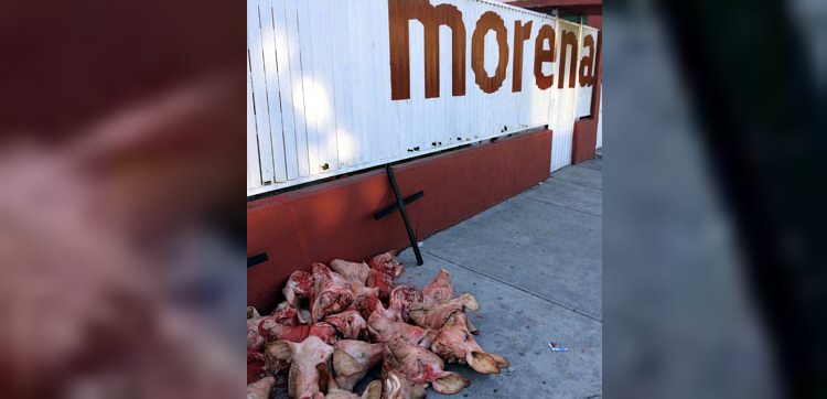 Abandonan cabezas de cerdo y cruces negras afuera de oficinas de Morena en Tlalnepantla, Edomex