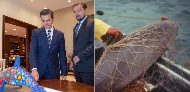 Pese a show con Dicaprio, régimen de Peña sigue saboteando esfuerzos por salvar a vaquita marina