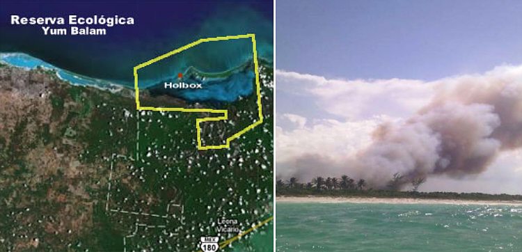 OTRO ECOCIDIO BRUTAL: Empresa destruye 1,128 metros cuadrados de la reserva ecológica "Yum Balam" en Holbox