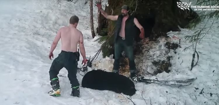 Sujetos asesinan a una osa y a sus crías aprovechando que hibernaban en una cueva en Alaska