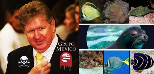 Cientos de especies se verían afectadas por nuevo derrame tóxico del criminal Grupo México en BC