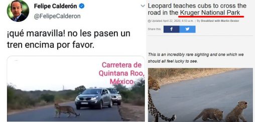 Y ahora Calderón redifunde video falseado subido por Gabriel Quadri para atacar al Tren Maya